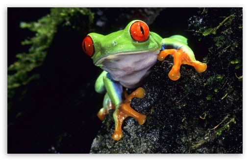Red Eyed Tree Frog wallpaper 510x330