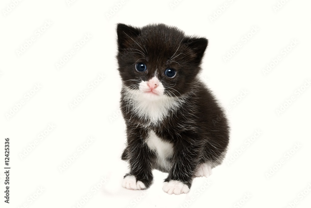 Tuxedo Kitten Image Browse Stock Photos Vectors And Video
