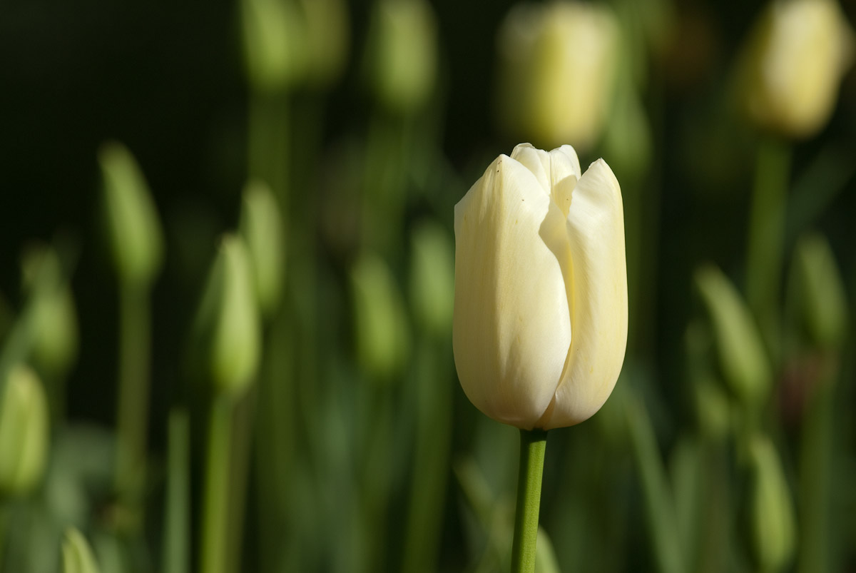 White Tulip HD Wallpaper In Flowers Imageci