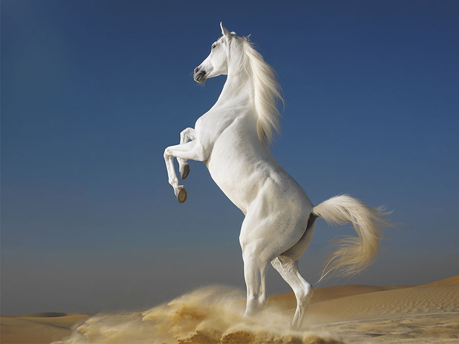 Beautiful white horse in the world HD Wallpaper 1600x1200