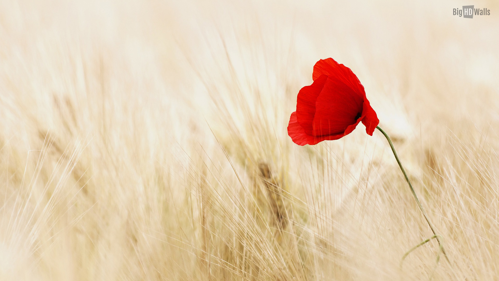 Gallery Of Red Flower Background Wallpaper B Scb