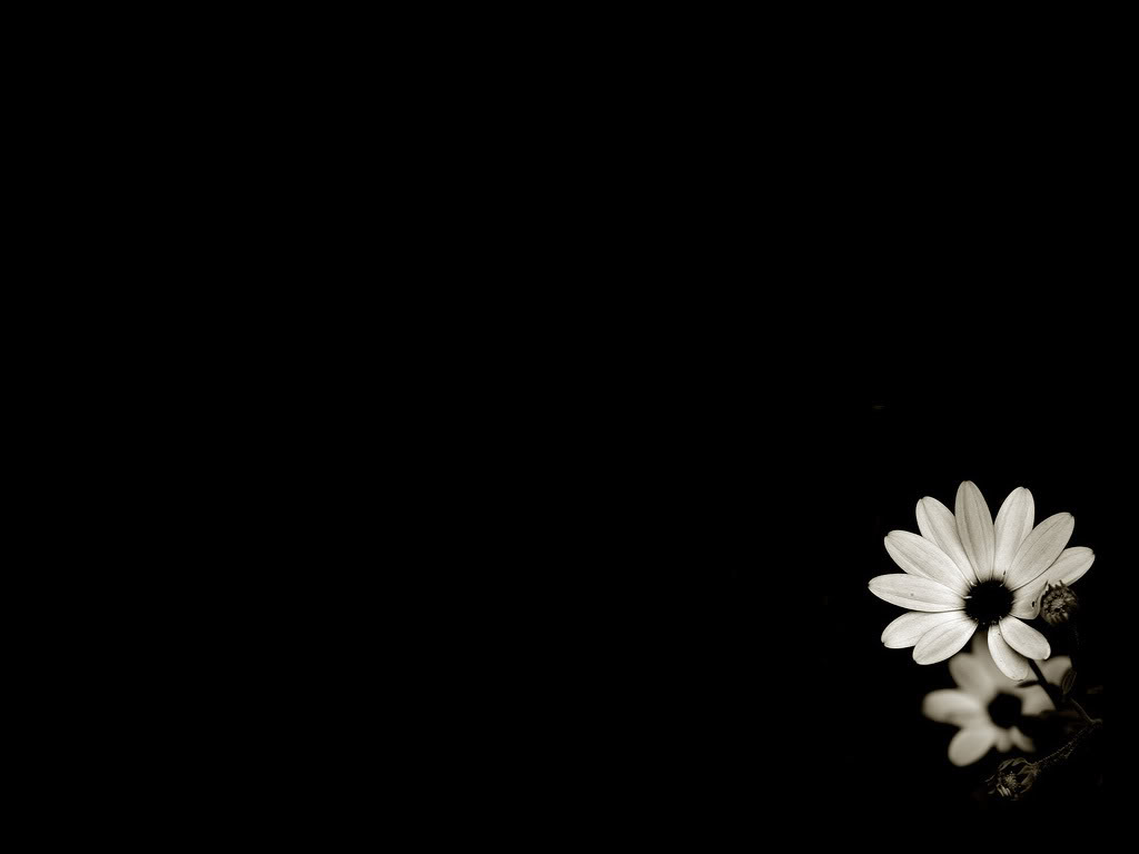 Beautiful Black And White Flower Wallpaper Desktop