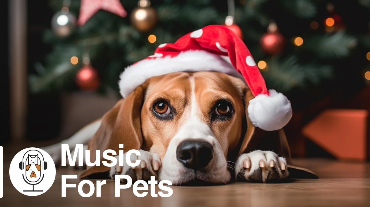 🔥 Free Download Relaxing Instrumental Christmas Music For Dogs by ...