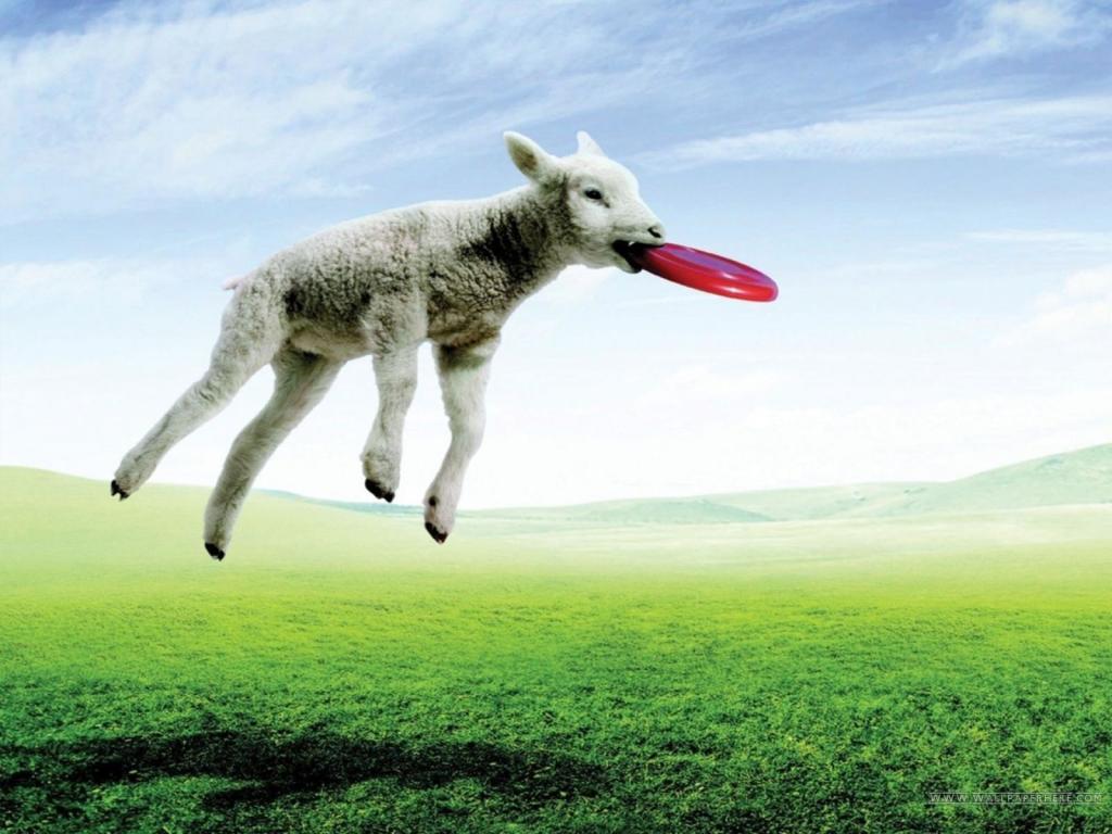 Funny Sheep Desktop HD Wallpaper