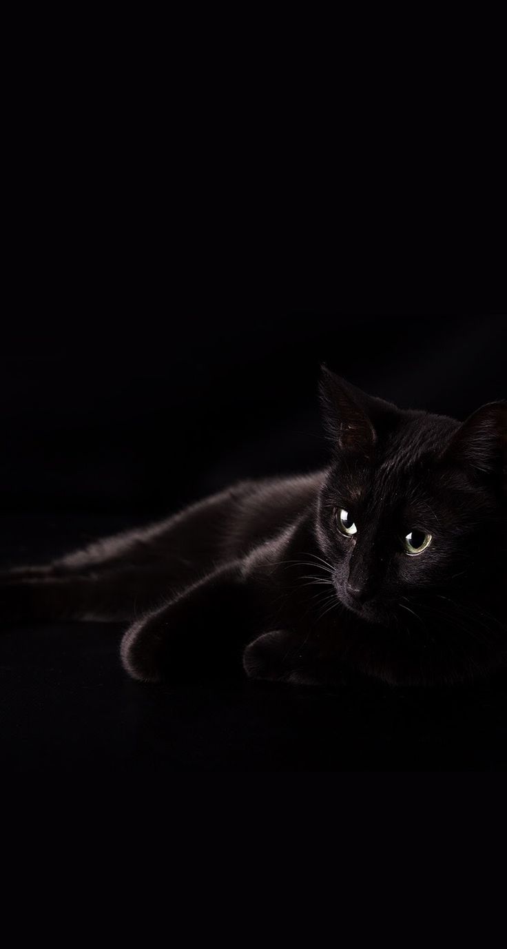 Adorable Black Cat iPhone Wallpaper Background Shadow Cats