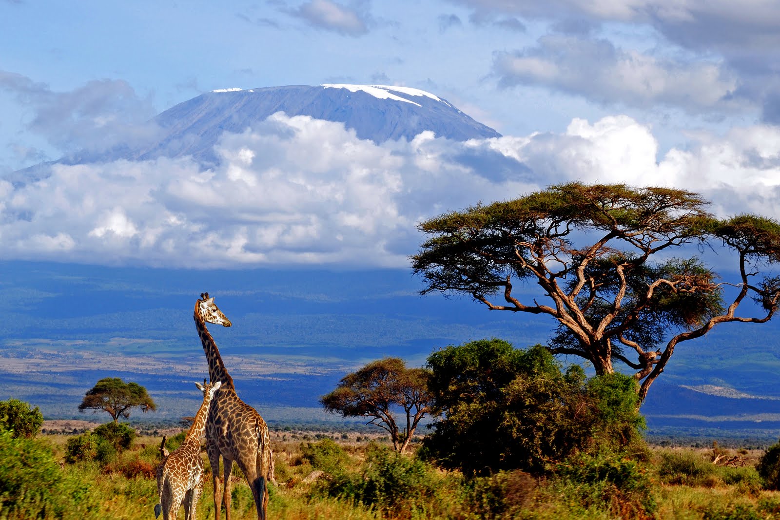 Mount Kilimanjaro And Giraffe Wallpaper Travel HD