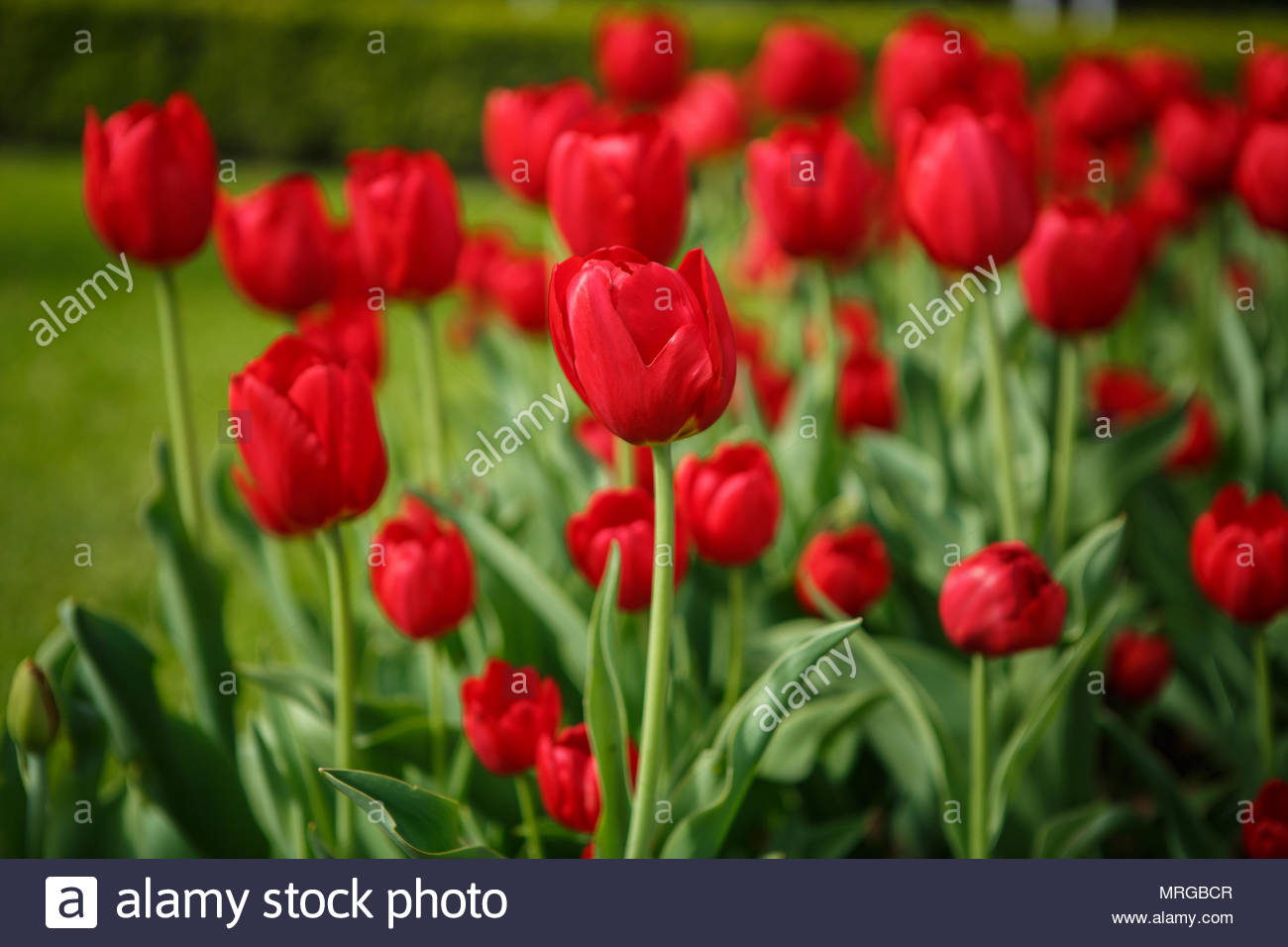 Beautiful Colorful Red Tulip Flowers Bloom In Spring Garden