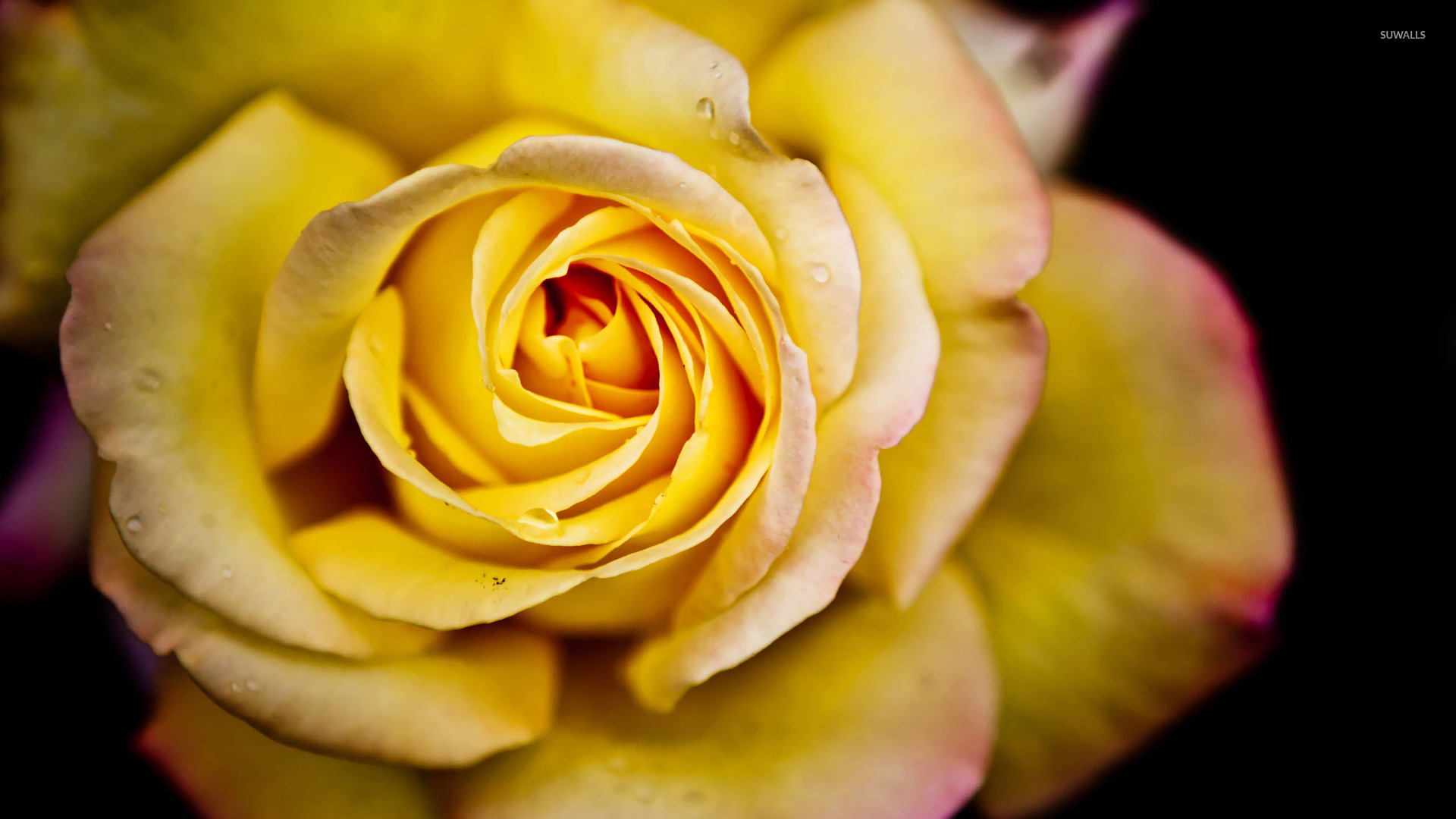 Yellow Rose Wallpaper Flower