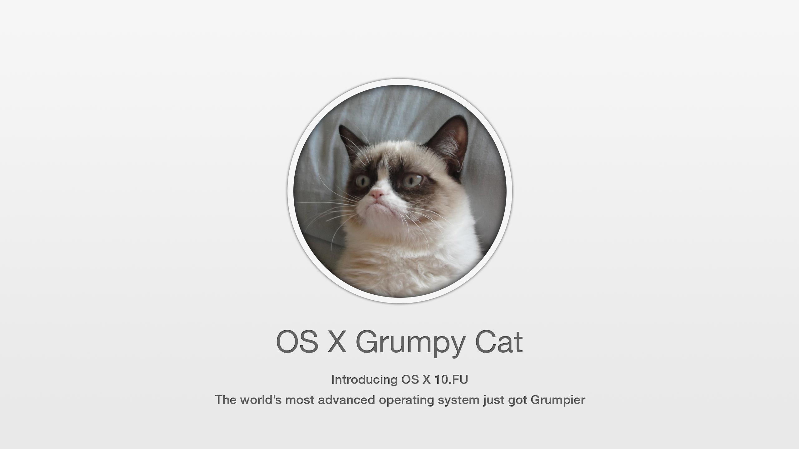 OS X Grumpy Cat Wallpapers Desktop Download 4316 Wallpaper Bigwol