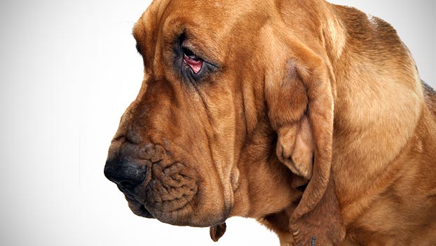 Bloodhound Dog Breed Selector Animal Pla