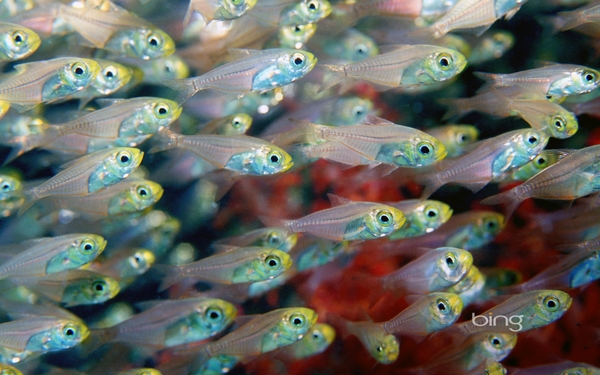 Fish Bing Wallpaper