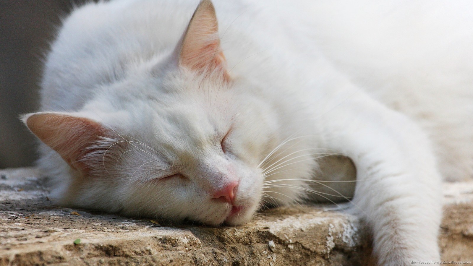 Download 1600x900 White Cat Sleeping Wallpaper