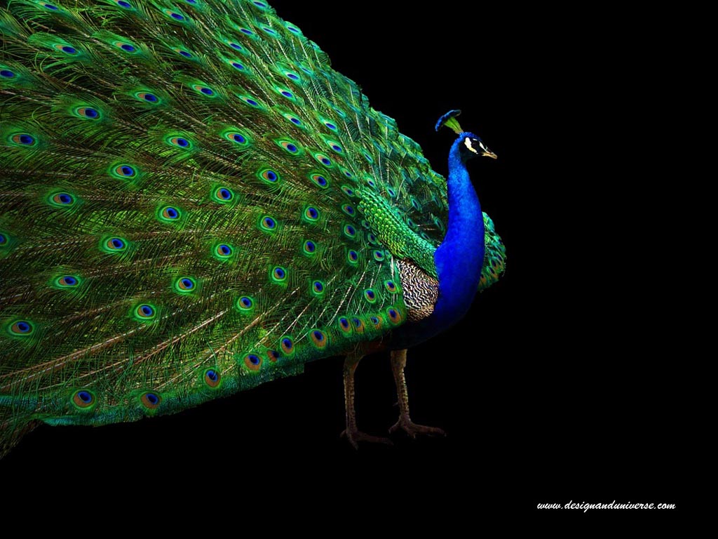 Peacock Wallpaper For Desktop