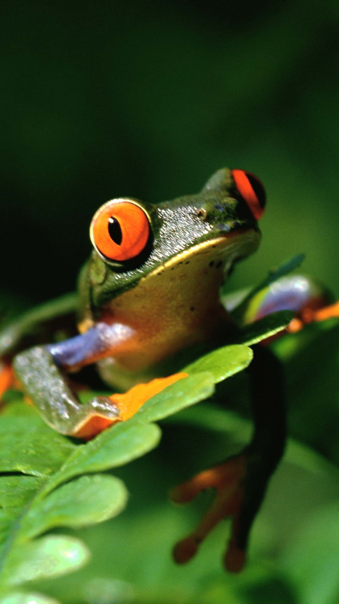 Frog Wallpaper