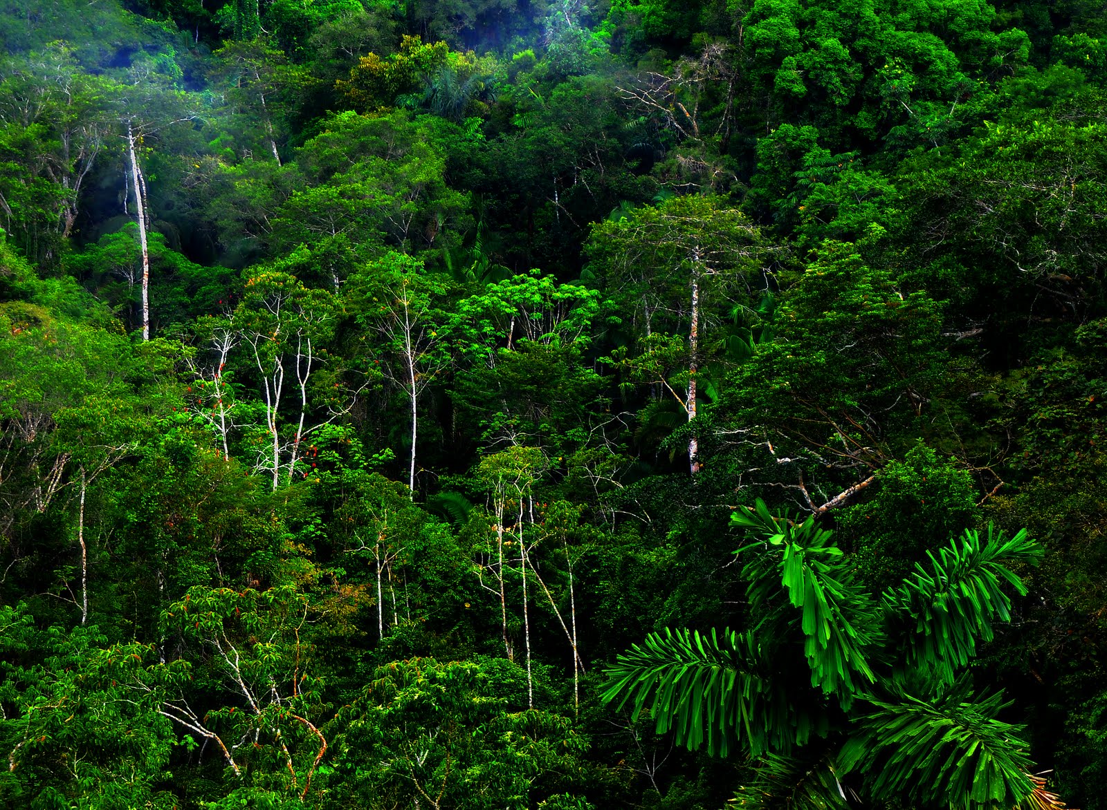 Jungle Forest HD Wallpaper Photos