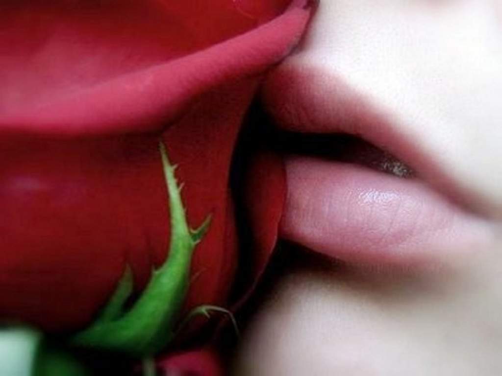 Red Rose And Lips Wallpaper Cool Pink Closeup