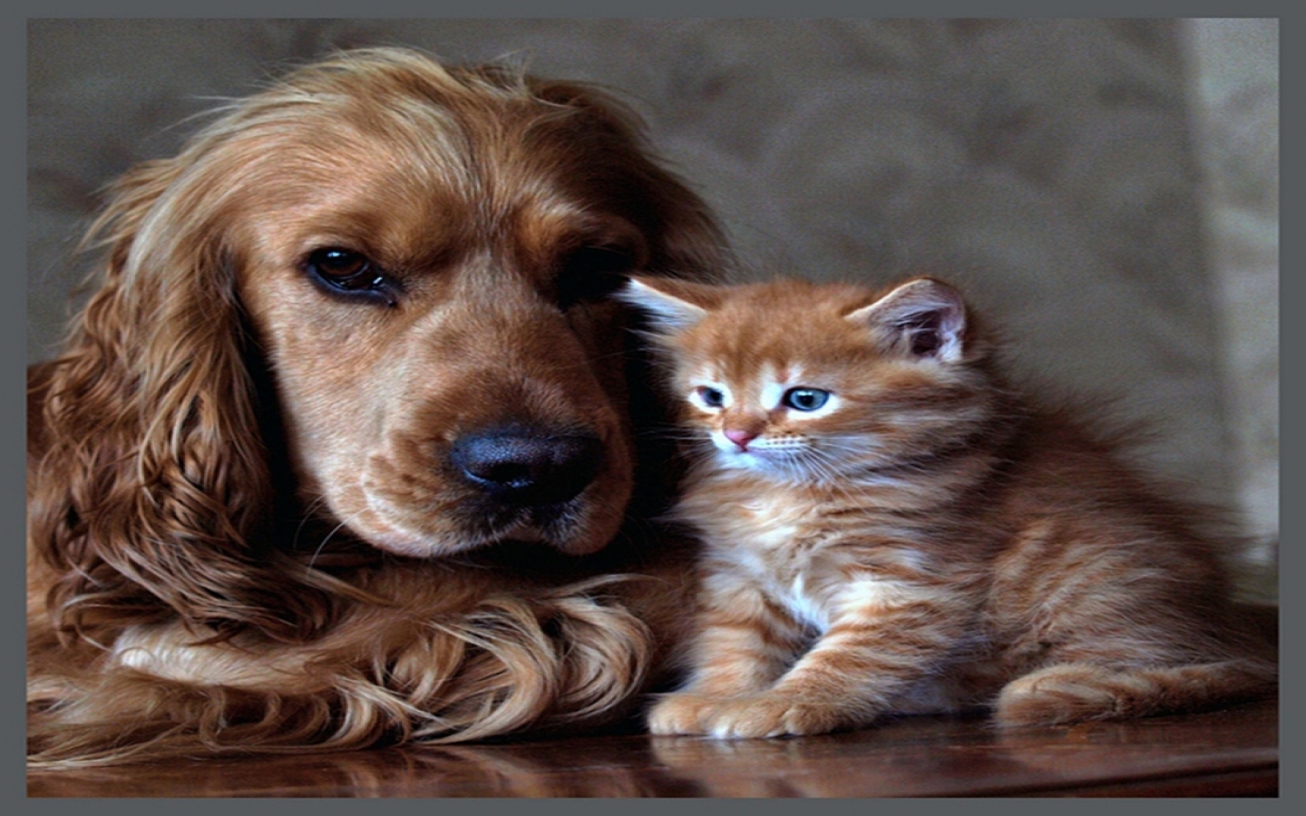 Jpg Right Click To Save Dog And Cat Screensavers HD Wallpaper
