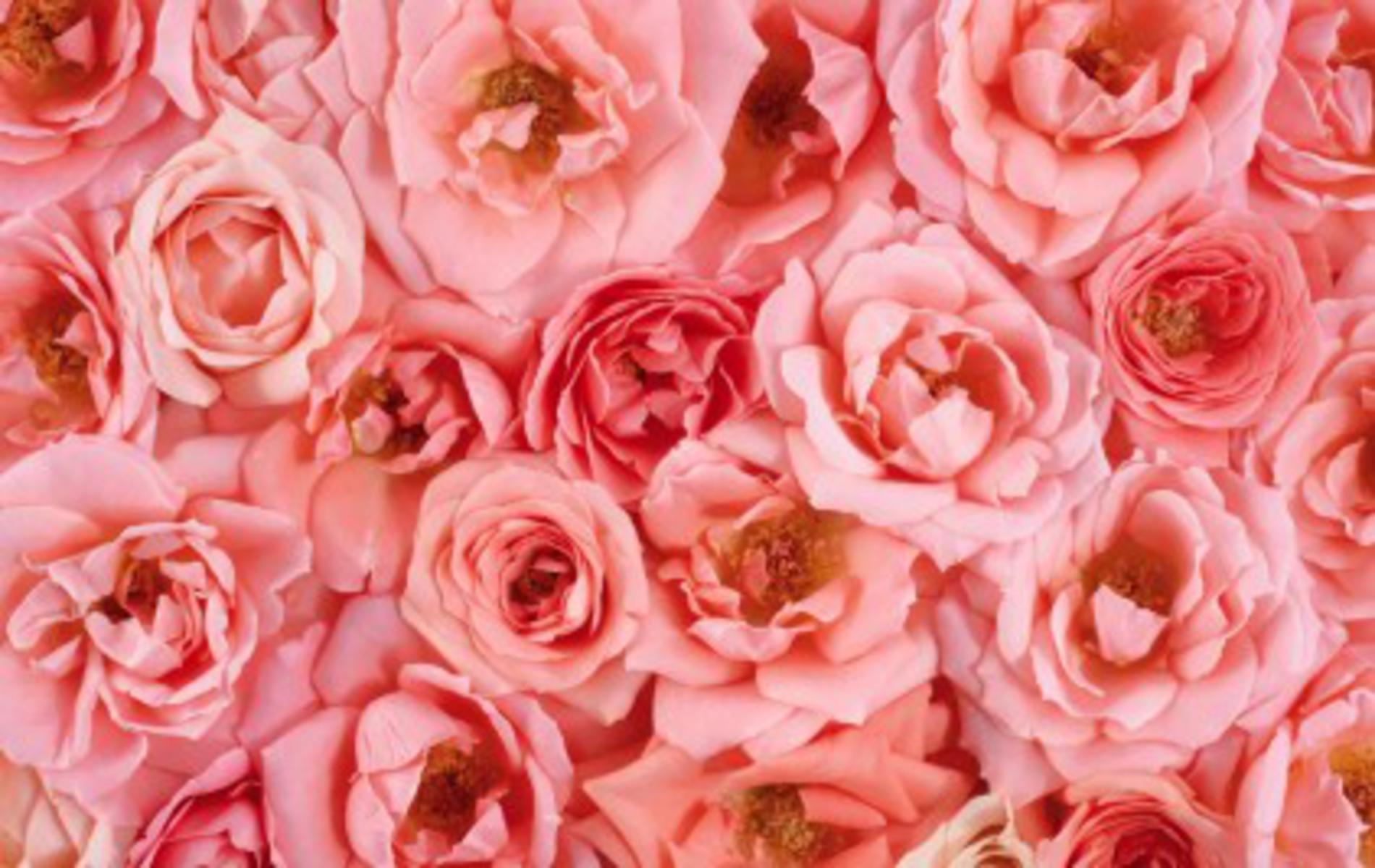 Rose Flower Backgrounds