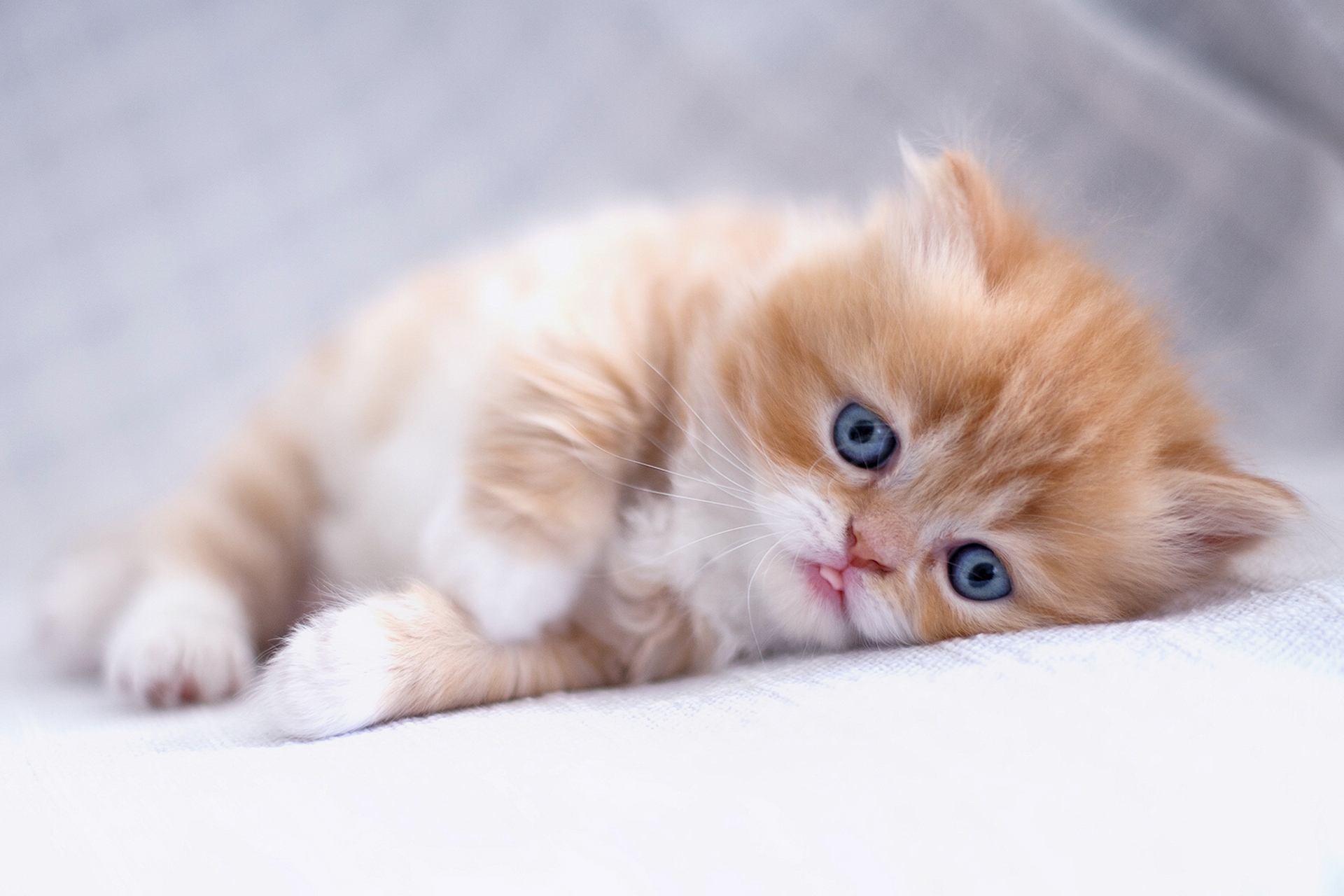 Adorable ginger kitten with blue eyes lying on a soft blanket
