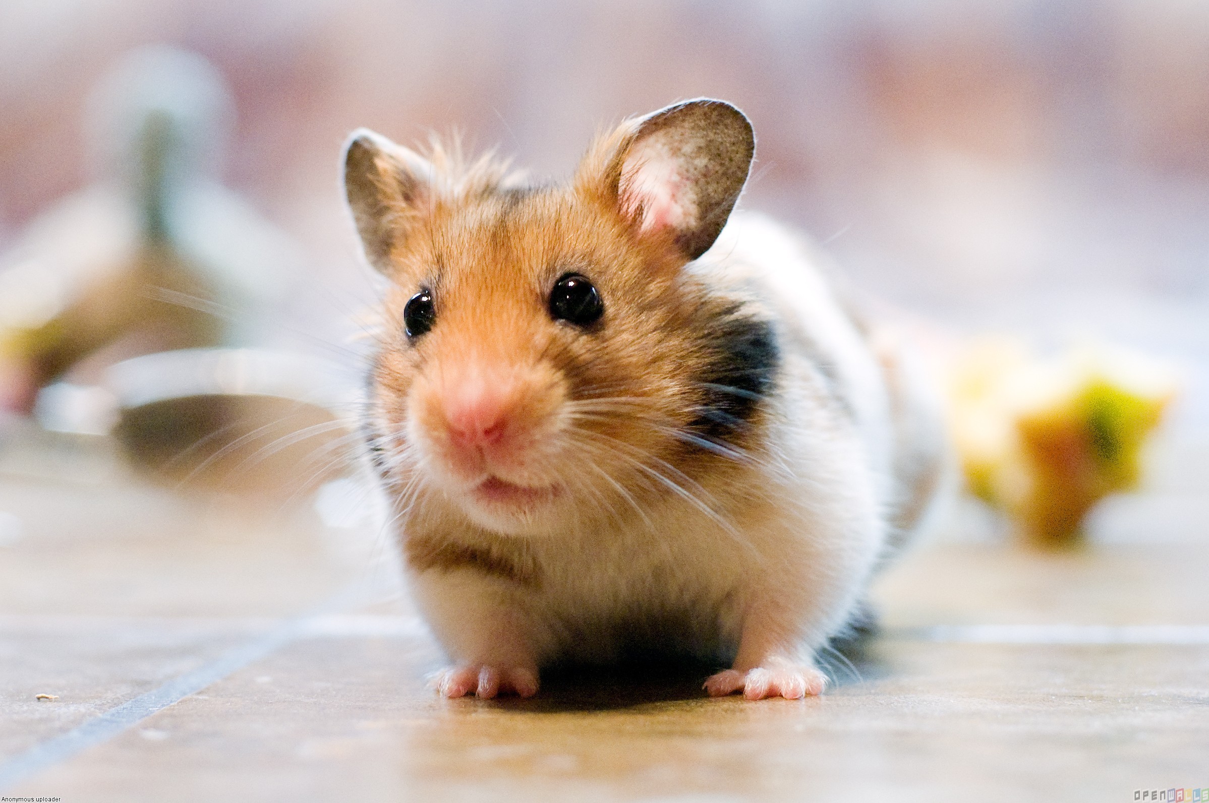 Cute Hamster Wallpaper Open Walls