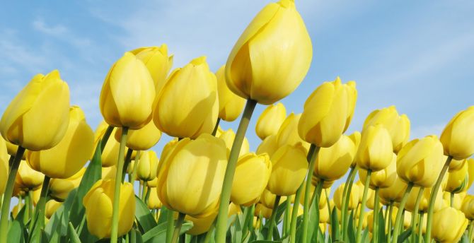 Wallpaper yellow flowers beautiful bloom tulips farm desktop