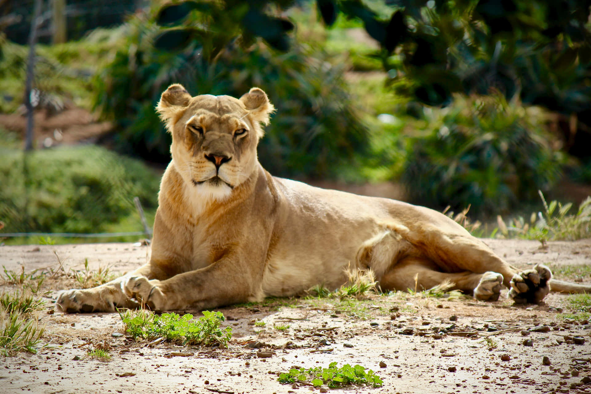 Sleepy Lioness In The Wild Nqjz7t9jrhmwu9ky Wallpaper