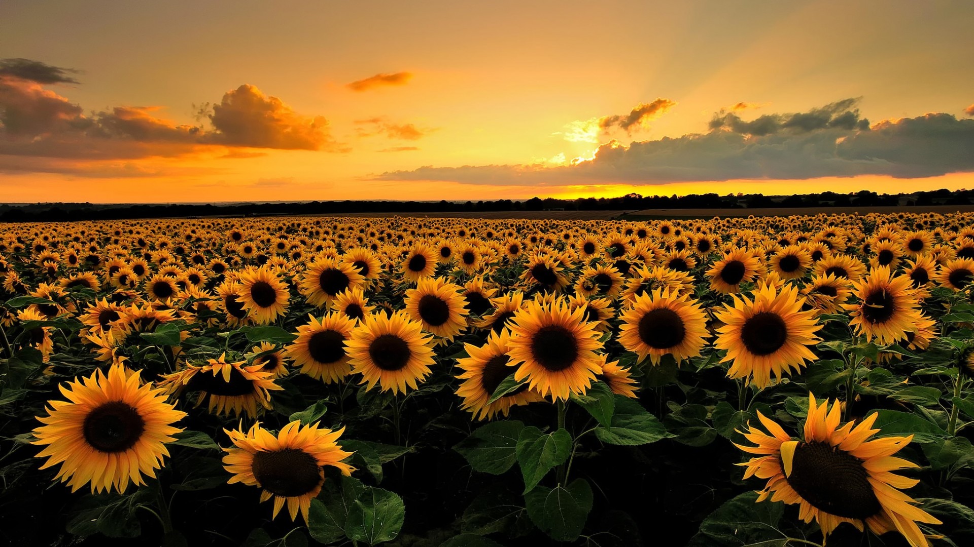 Sunflowers Field HD Desktop Wallpaper
