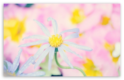 Cute Flowers HD Wallpaper For Standard Fullscreen Uxga Xga