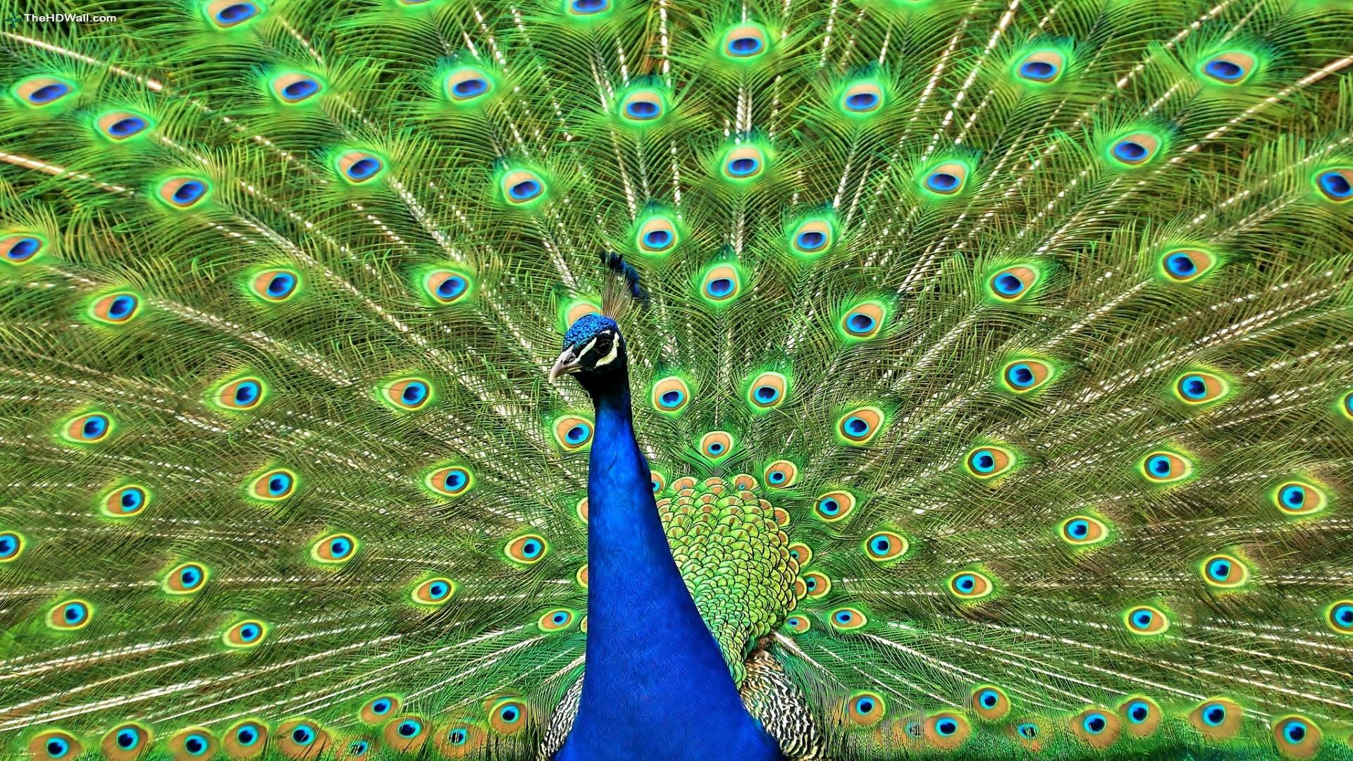 Desktop Peacock Feather Pictures