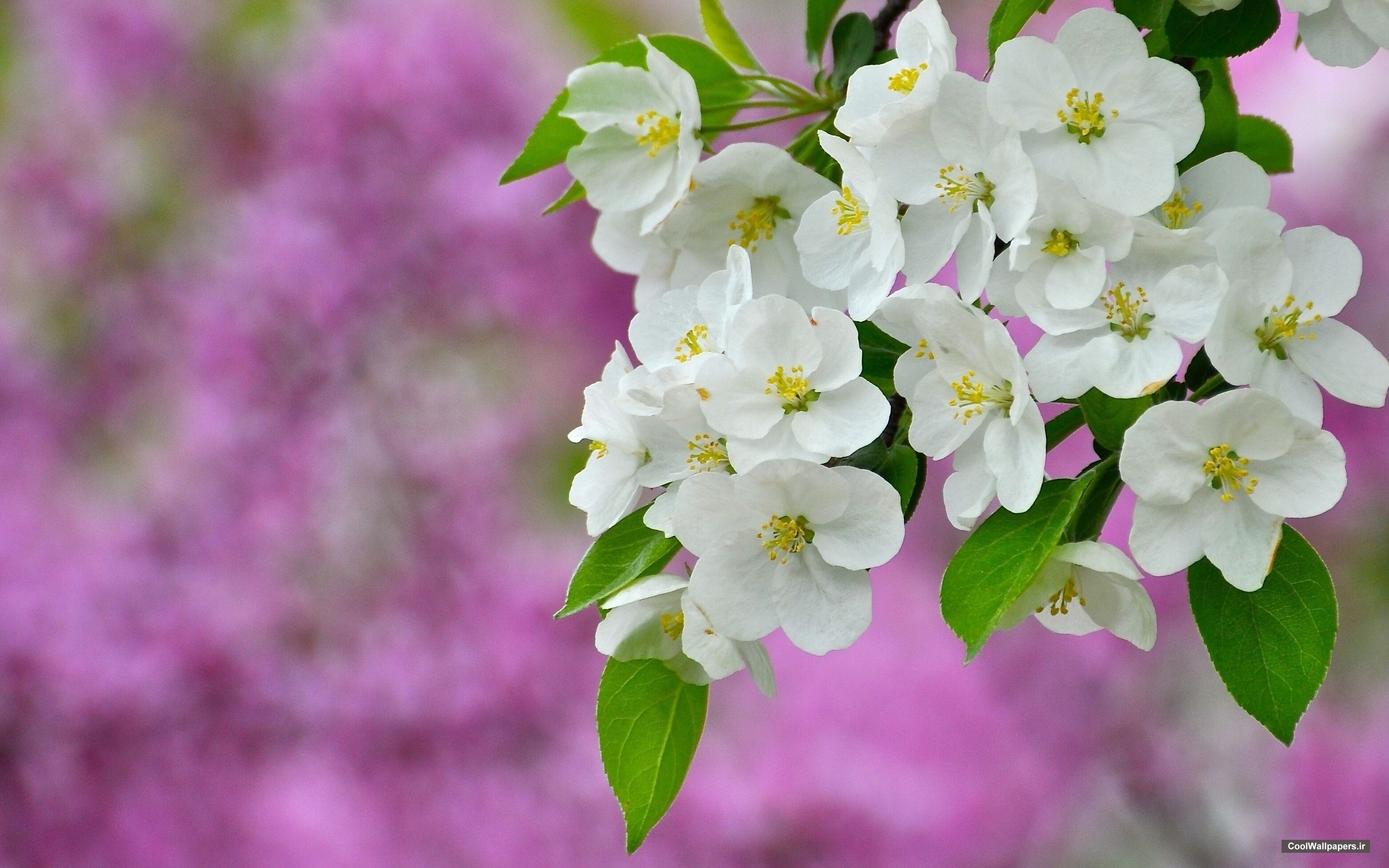 Flowers Wallpaper HD 1080P WallpaperSafari Flowers Wallpaper HD 1080P WallpaperSafari