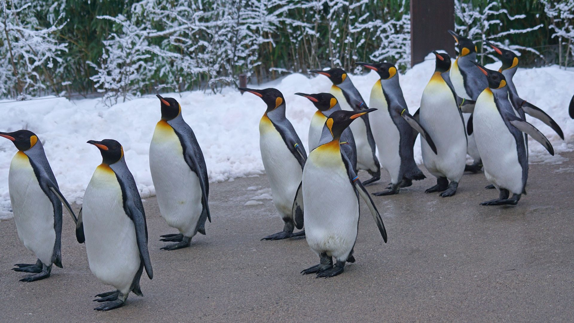 Flightless Bird King Penguins Winter Season Wallpaper