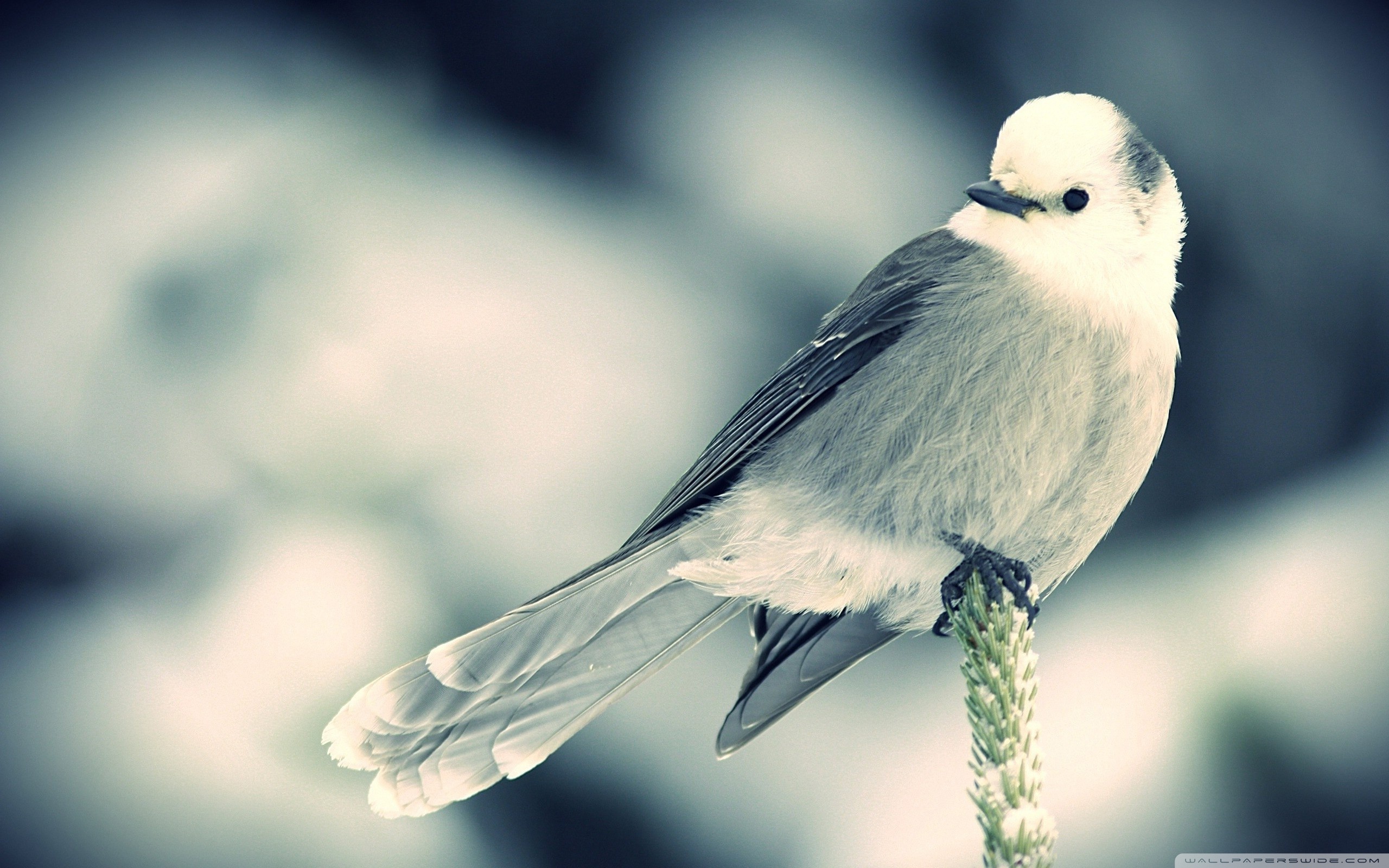 Small white bird wallpapers and images   wallpapers pictures photos