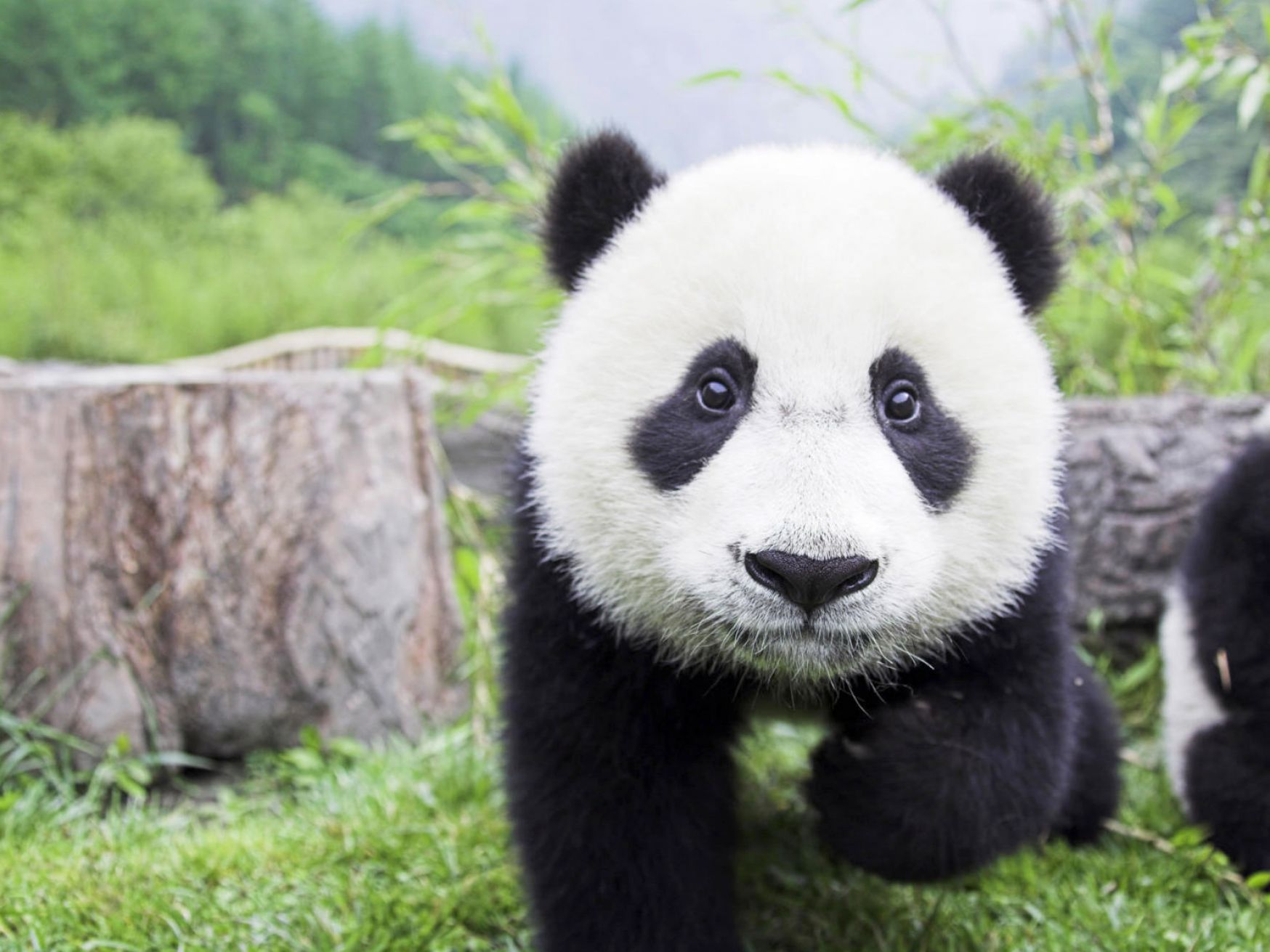Cute Baby Panda Wallpaper Pictures