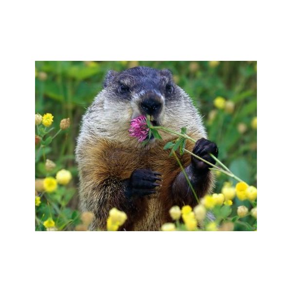 groundhog day backgrounds groundhog eating flower