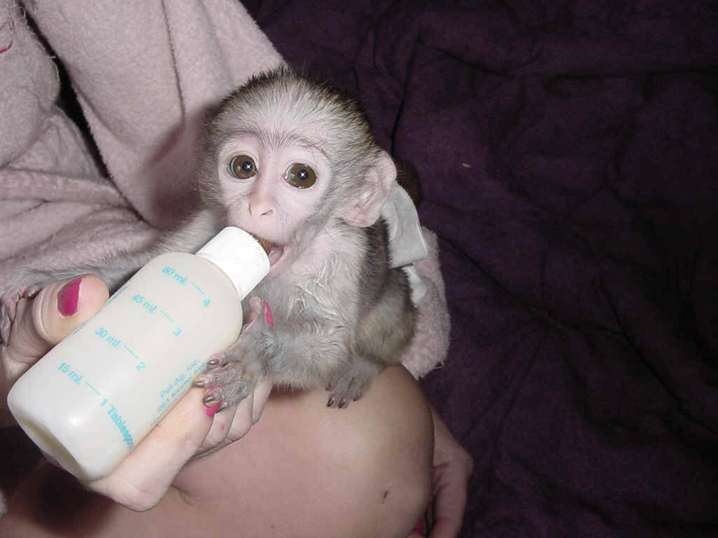 Pet Baby Monkeys Image Pictures Becuo
