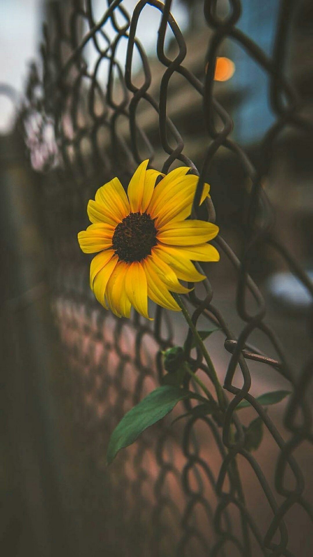 Cute Aesthetic Sunflower Wallpaper 3d