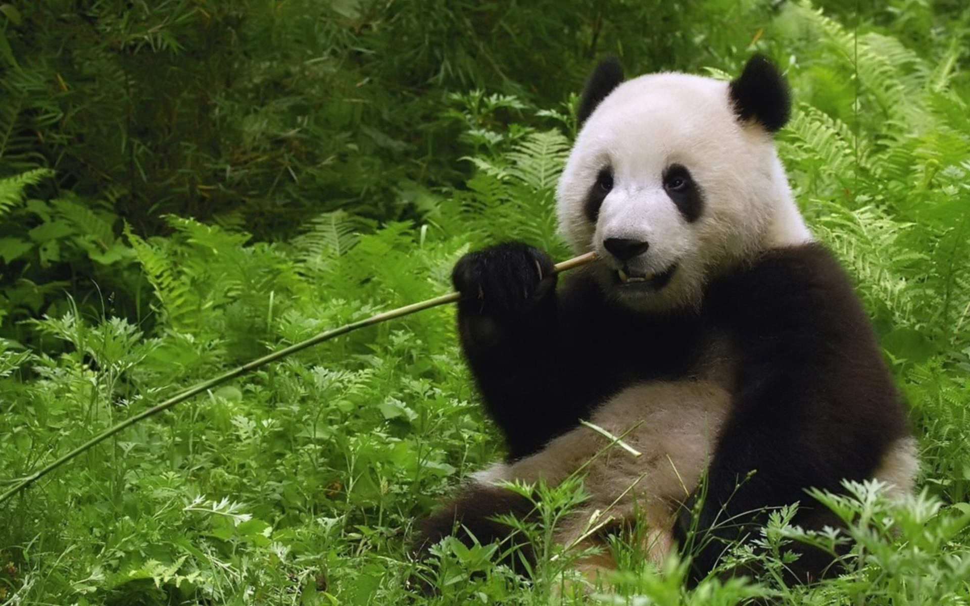 Climate Change Is The Biggest Hurdle For Reintroducing Panda