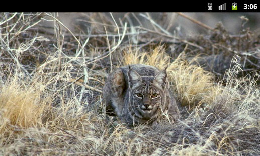 Lynxes Bobcats Wallpaper Android Apps On Google Play