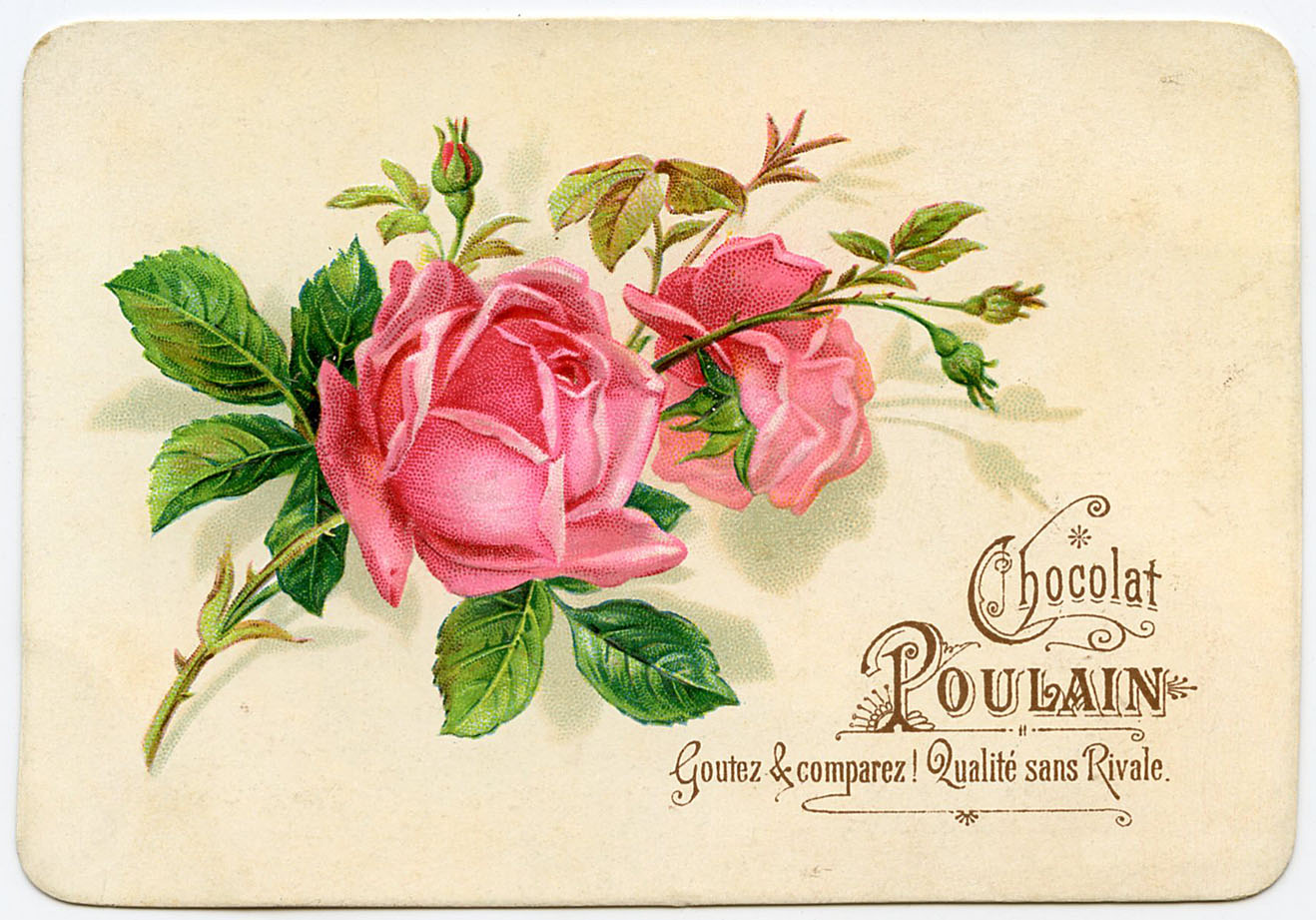 Vintage Rose Print Wallpaper Graphic French Roses