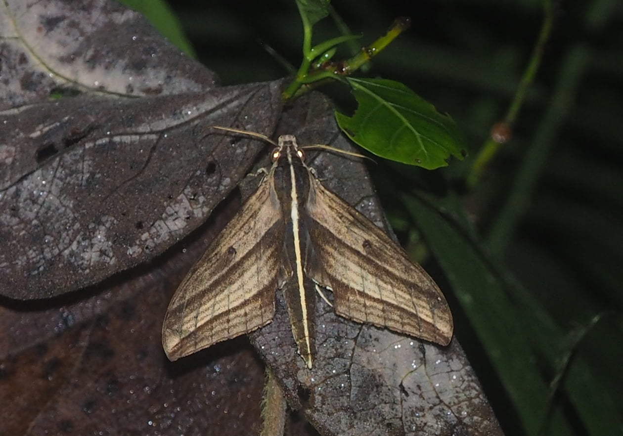 Macroglossine Sphinx Moths Wallpaper