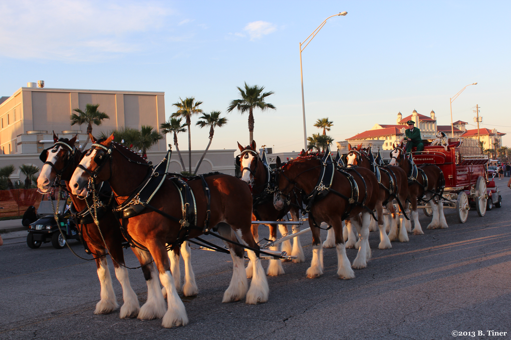 Budweiser Clydesdale Wallpaper Clydesdales At Mardi