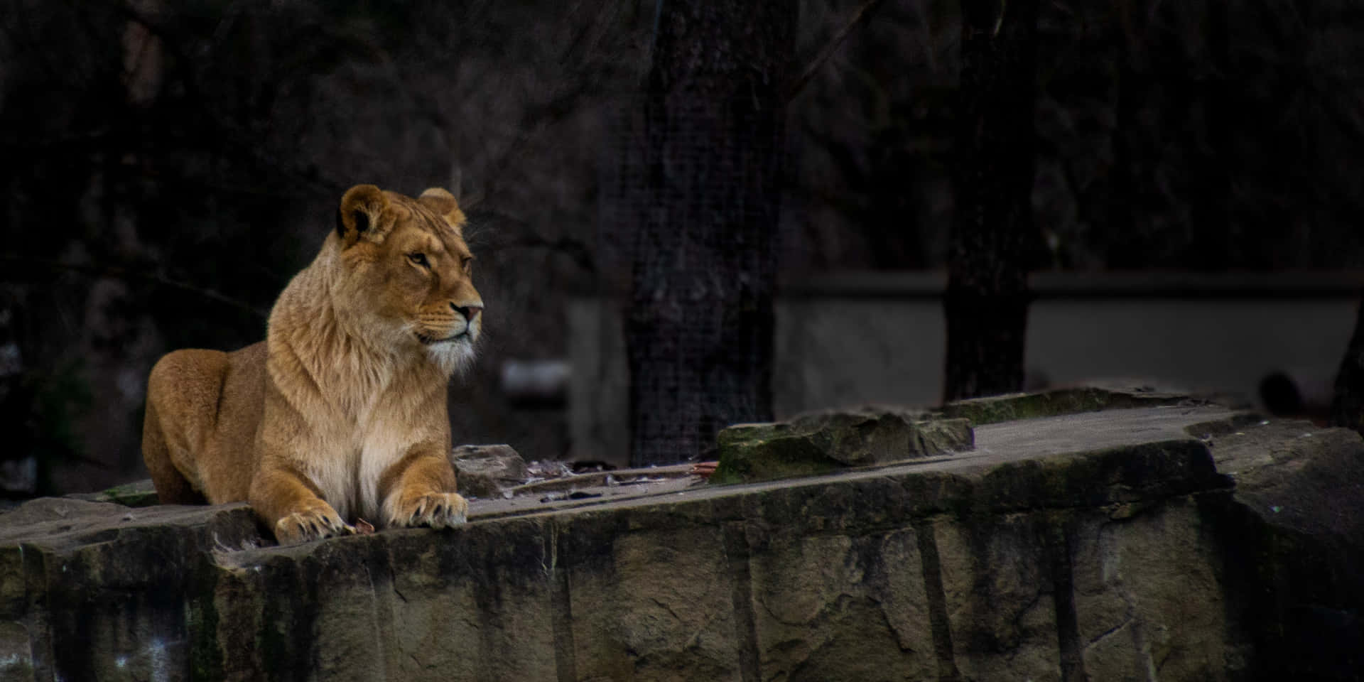 Lioness On A Platform Dpmau9tsybblcgsd Wallpaper