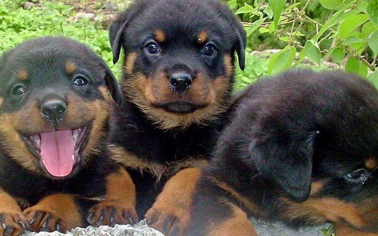 Rottweiler Dog Face Photo And Wallpaper Beautiful