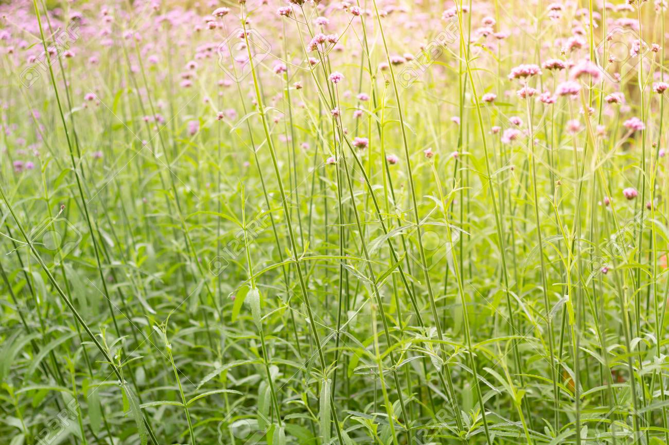 Free Download Colorful Vervain Flowers Meadow Spring Nature Background Free Download Colorful Vervain Flowers Meadow Spring Nature Background