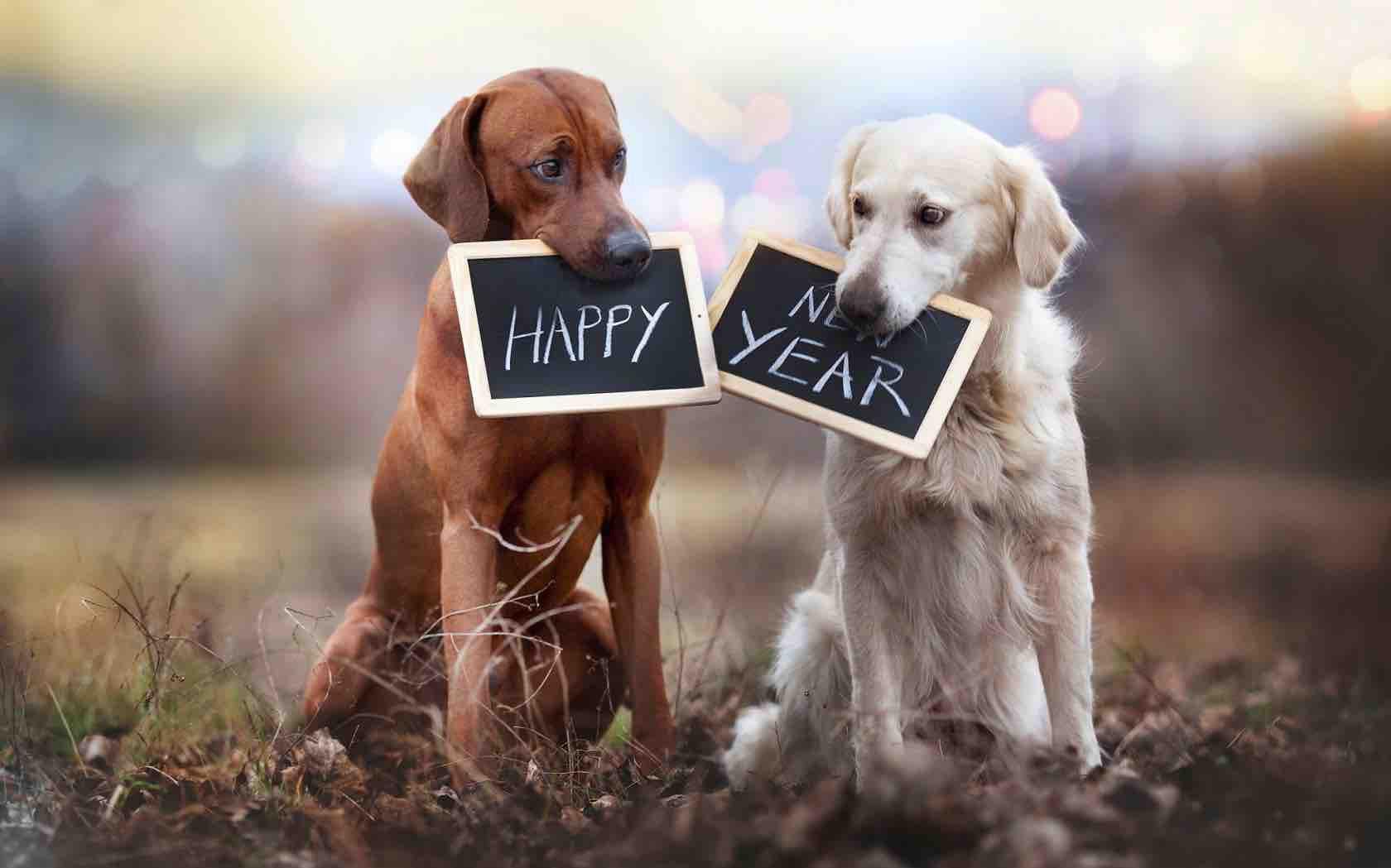 happy new year cute dogs wide wallpapersnet 1680x Sit
