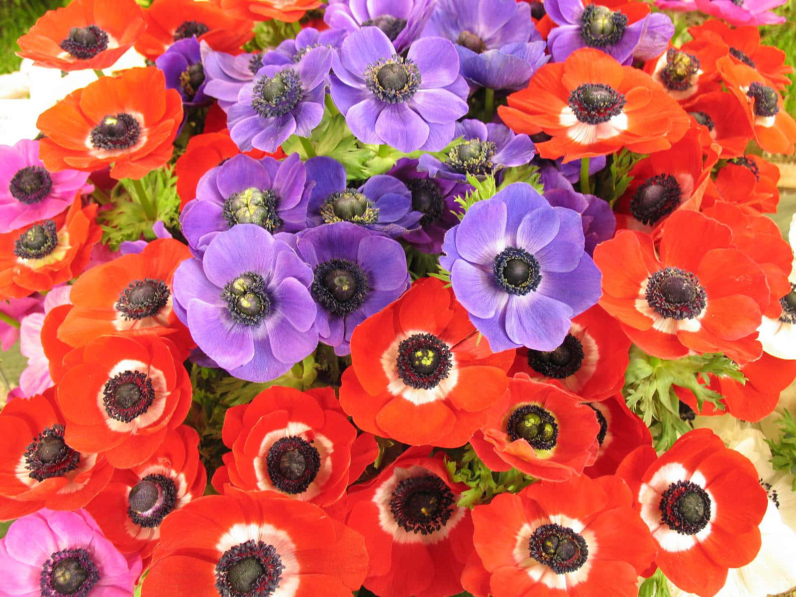 Anemone Flower Picture Wallpaper