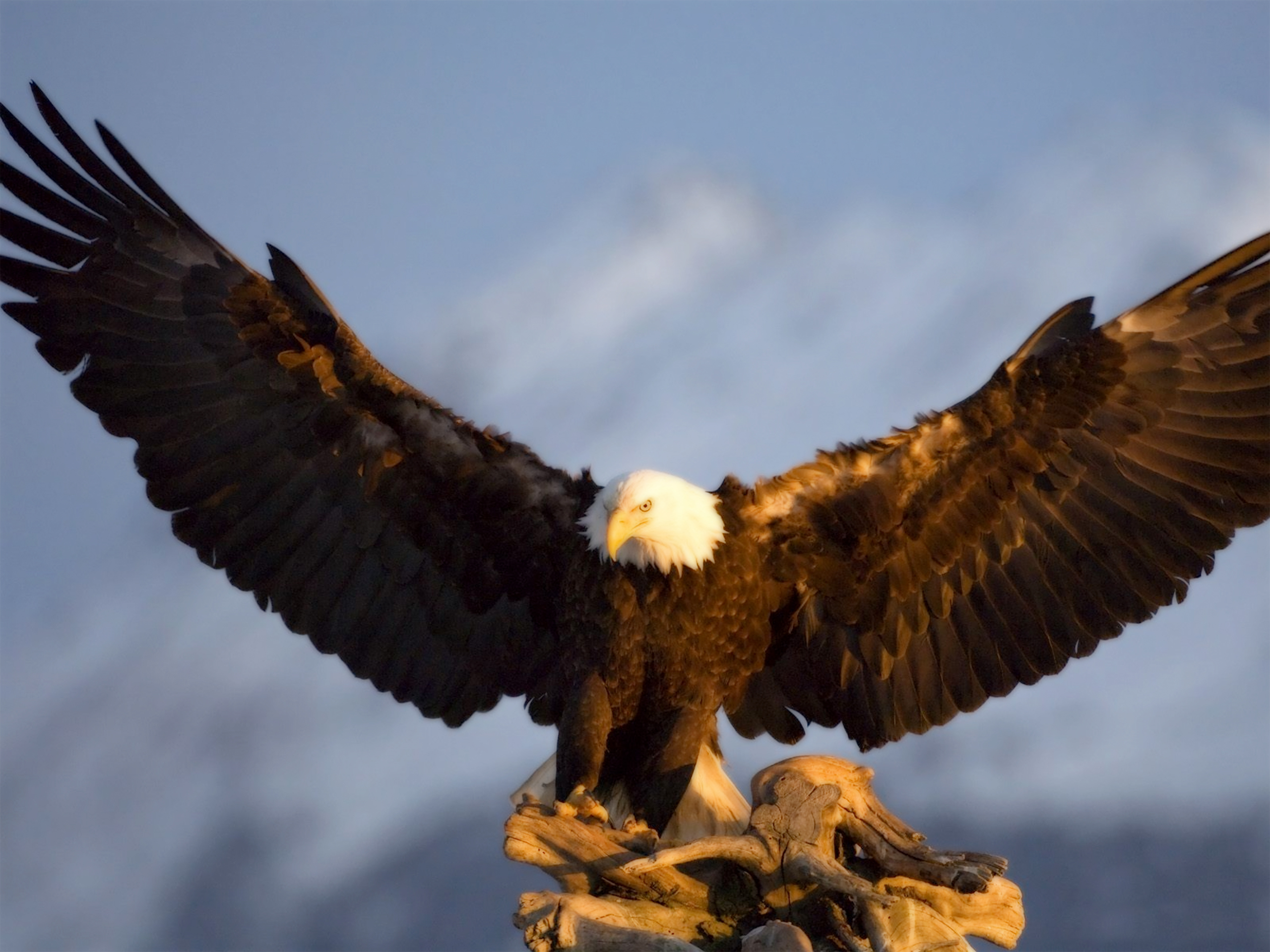 Eagle Desktop Wallpaper For HD Widescreen And Mobile