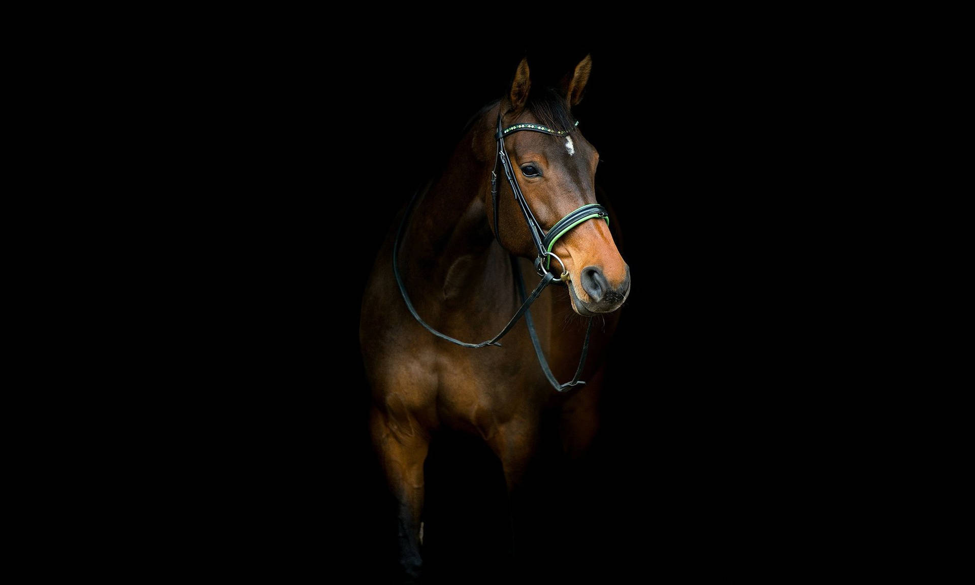 Top Horse Face Wallpaper Full HD 4k To Use