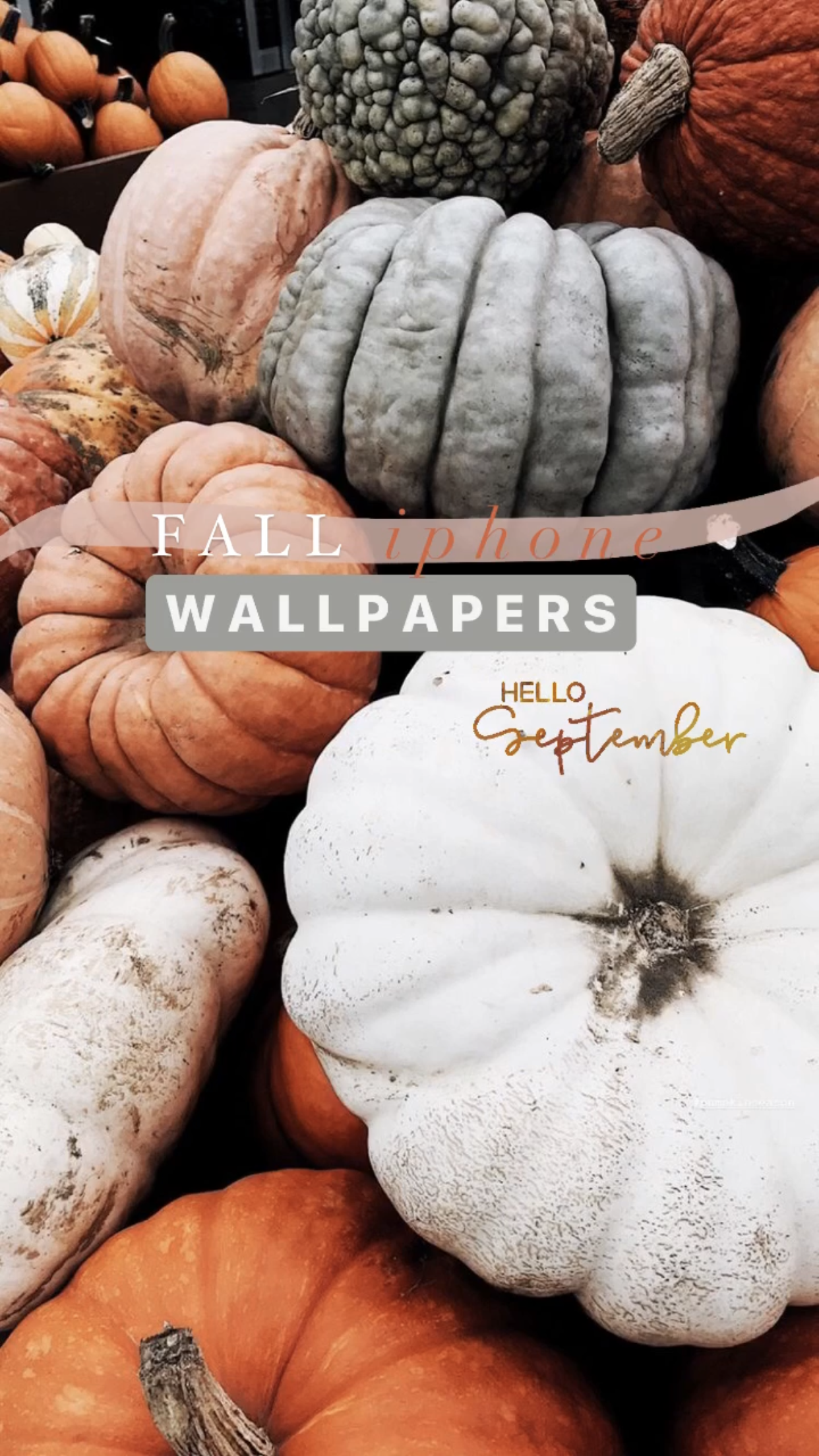 Aesthetic Fall iPhone Wallpaper You Need For Spooky Season