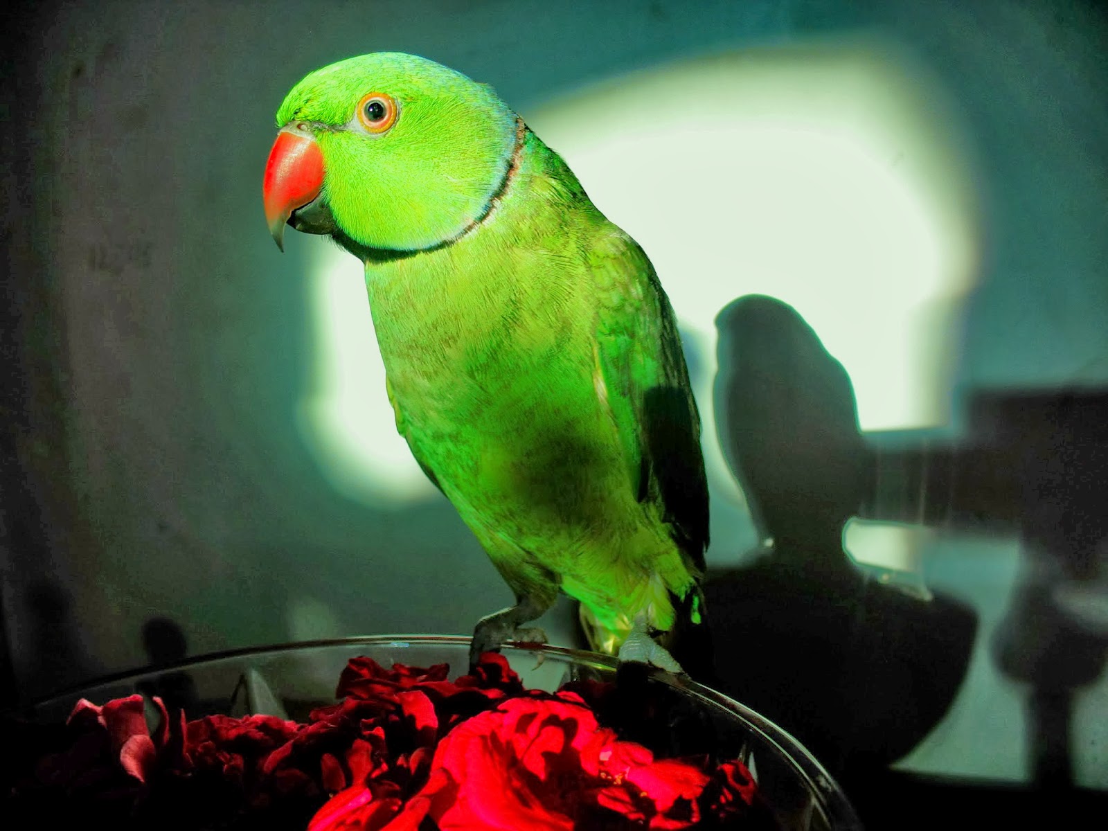 Parrot Wallpaper And Background Image